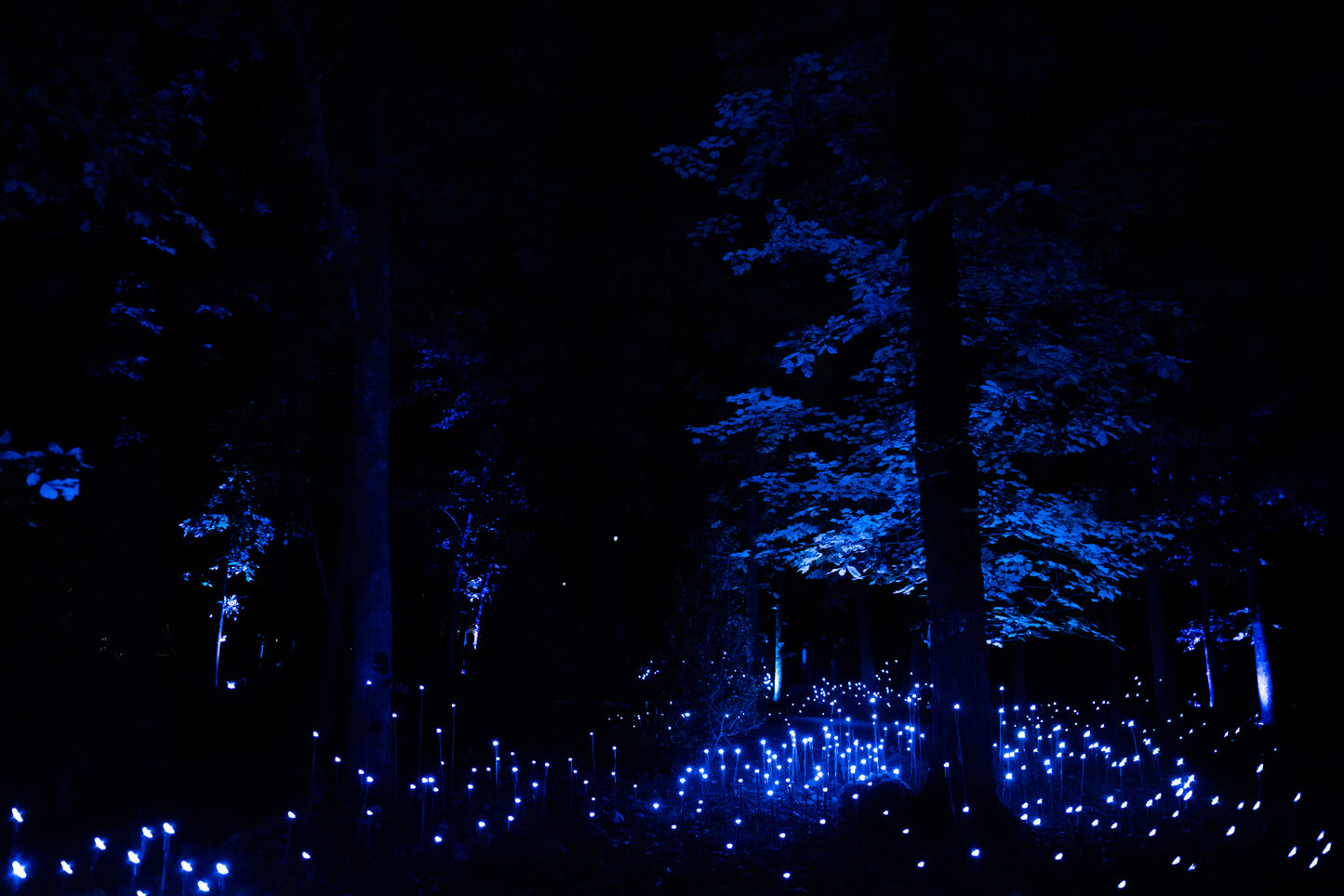 North Forest Lights