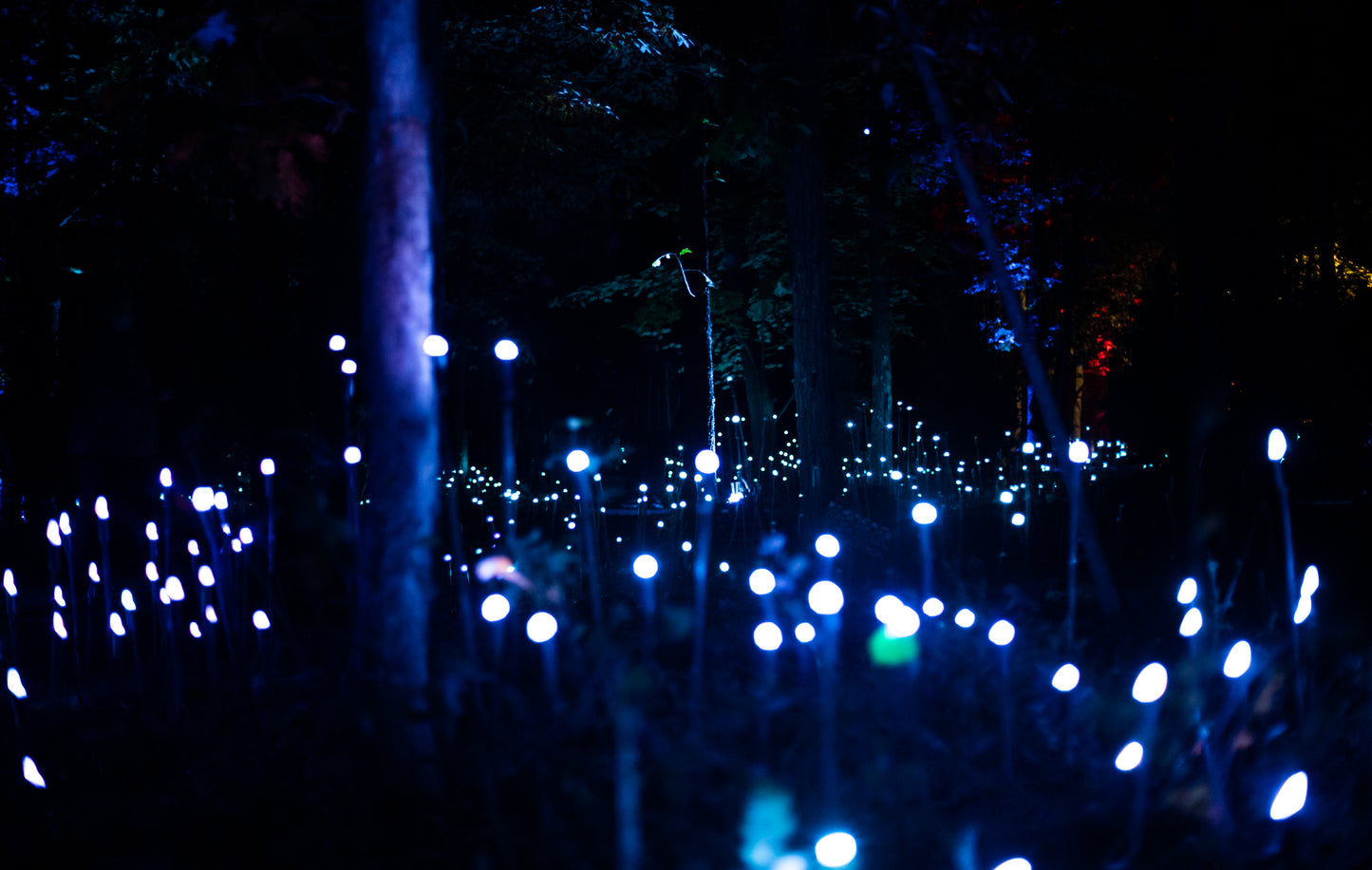 North Forest Lights