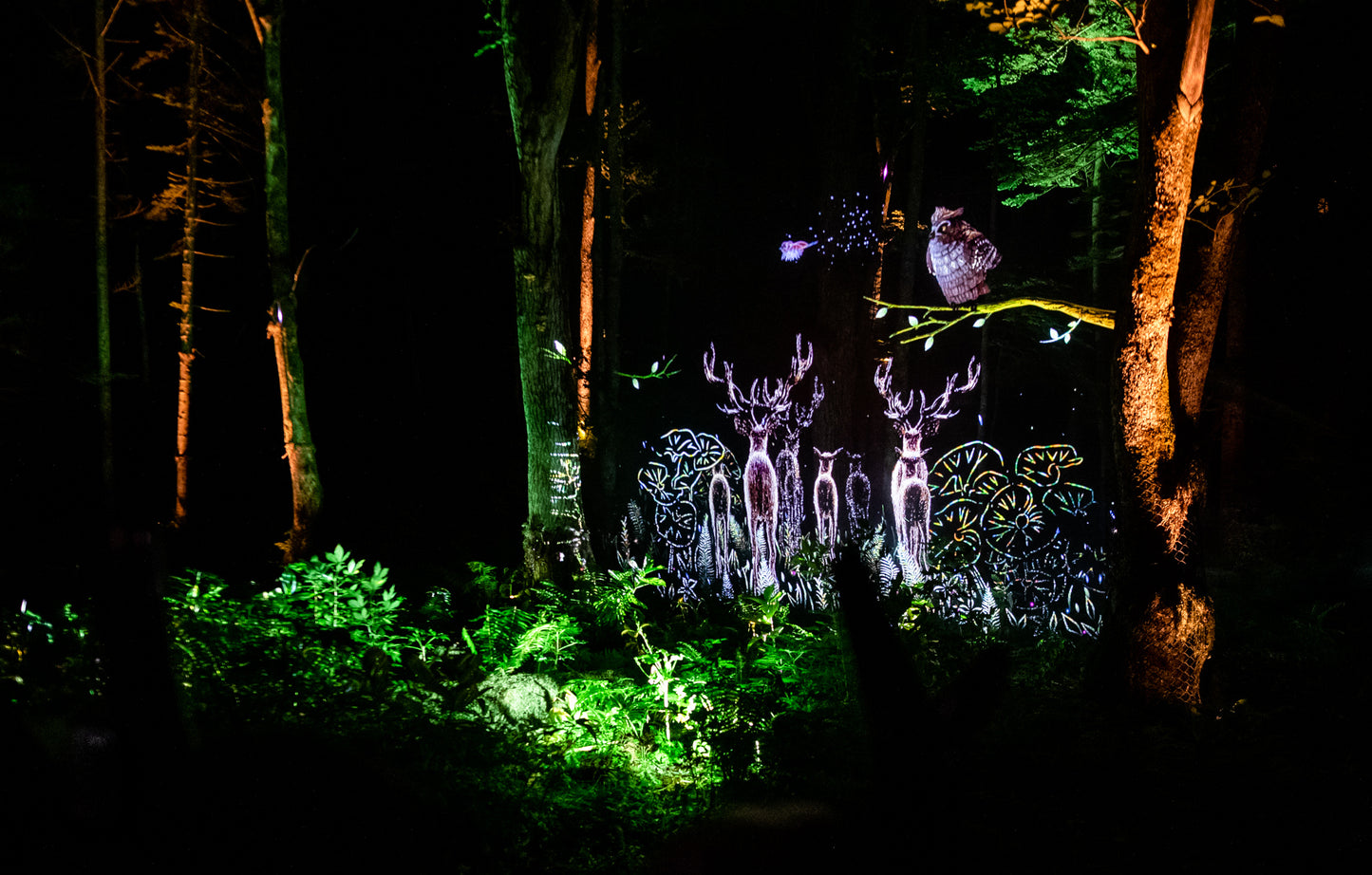 Kamuy Lumina (カムイルミナ)