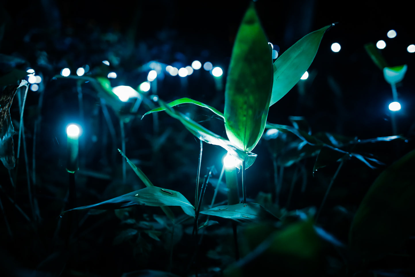 Kamuy Lumina (カムイルミナ)