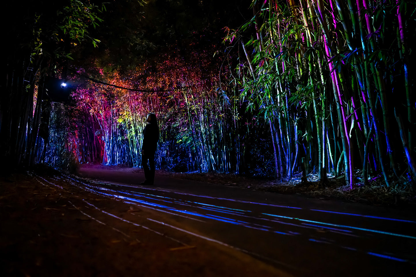 Light Cycles Mexico City