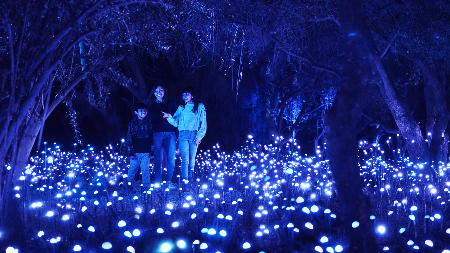 Light Cycles Mexico City