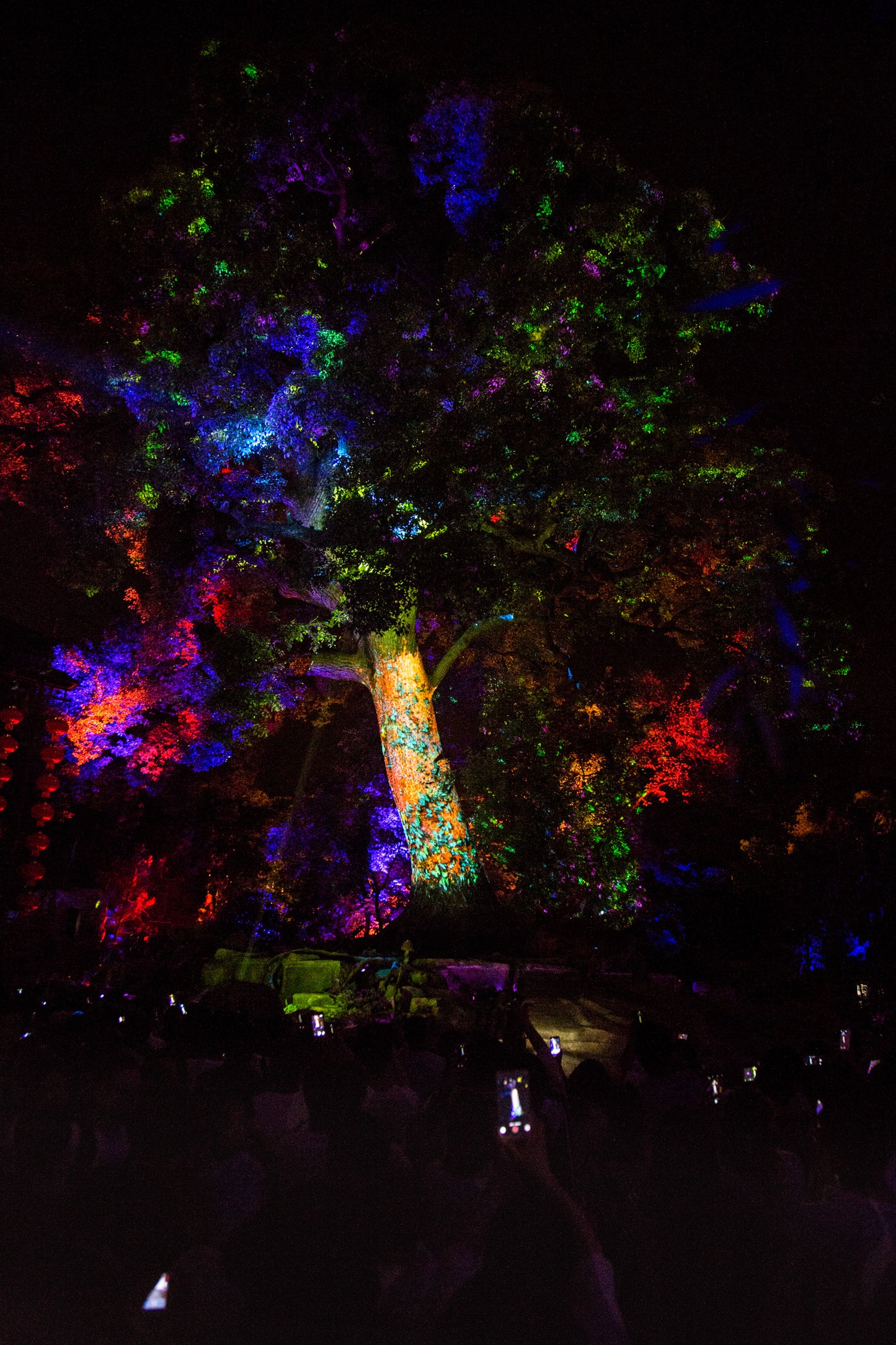 Mystic Tree Show