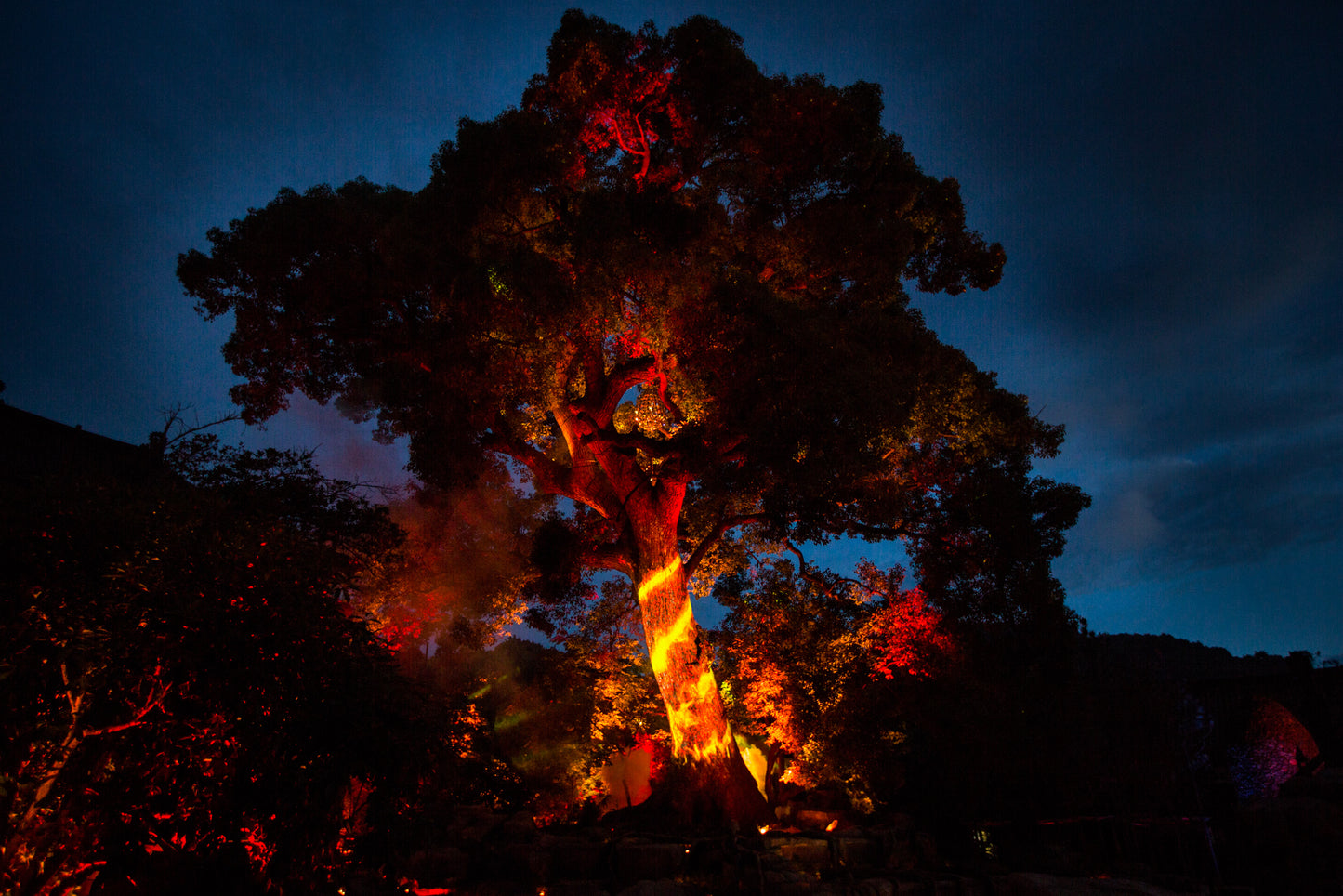 Mystic Tree Show